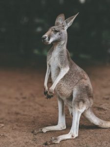 Kangaroo