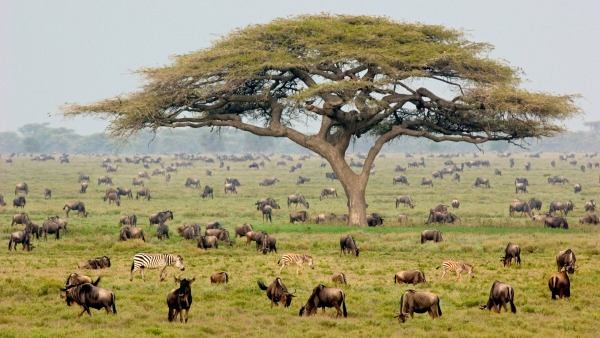 Tanzania