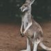 Kangaroo